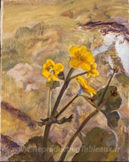 Kingcups Souvenir de Glen Artney