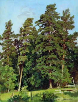 forêt de pins