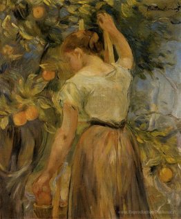 Jeune femme cueille des oranges