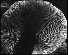 Champignon