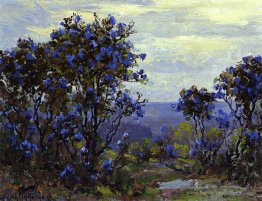 Mountain Laurel en fleur