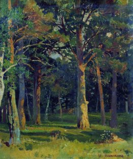 Forêt, pin
