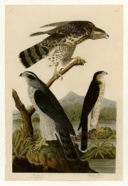 Planche 141 I. Goshawk - 2. Stanley Hawk