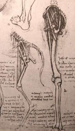 Dessin de l'anatomie comparative des jambes d'un homme et d'un c