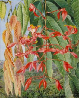 Feuillage et fleurs du dégel birman ou soka