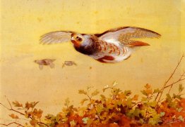 Partridge anglais en vol