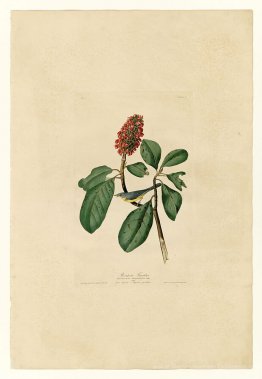 Planche 5. Flycatcher de Bonaparte