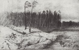 Forêt près de l'eau