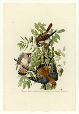 Plaque 142 American Sparrow Hawk