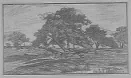 Des arbres