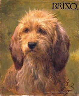 Brizo, un chien de berger