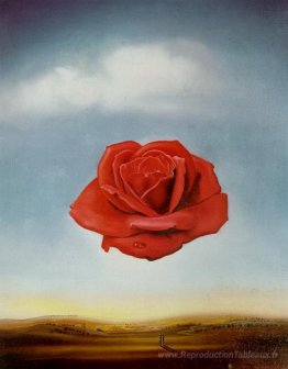 Rose méditative