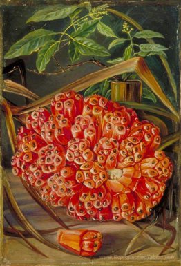 Fruit mûr d'un pin à vis et un brin de bois de sandale
