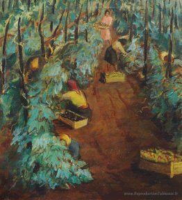Récolte de vignoble