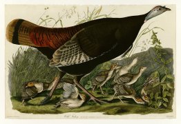 Planche 6. Turquie sauvage