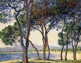 Arbres au bord de la mer aux antibes