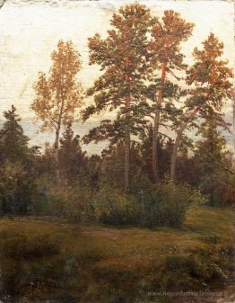 Bord de la forêt