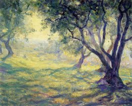 Olive Grove provincial