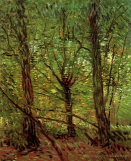 Arbres et sous-bois