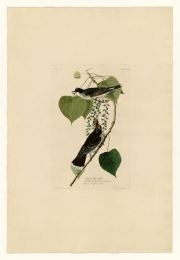 Plaque 79 Tyrant Fly-Catcher