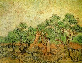Cueillette d'olive