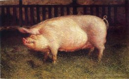 Portrait de cochon