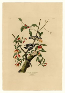 Planche 112 Woodpecker Downy