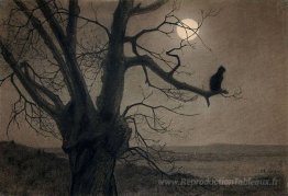 Chat au clair de lune