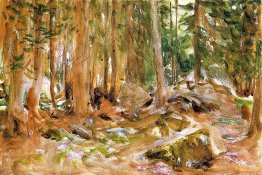 Forêt de pins