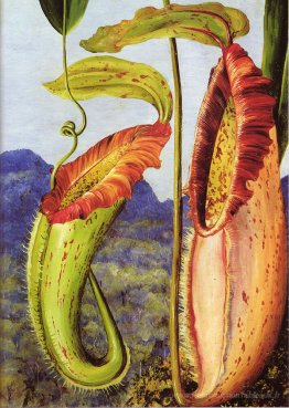 Nepenthes Northana
