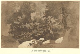 Jardin de mangyshlak