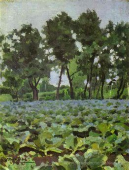 Champ de chou avec saules