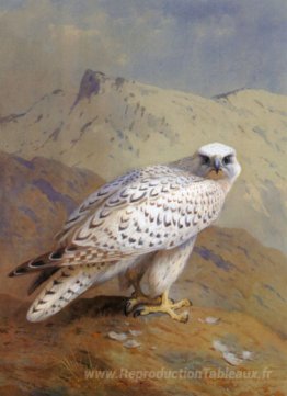Un Groenland, ou Gyr Falcon