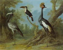 Demoiselle Crane, Toucan et Crane tufted