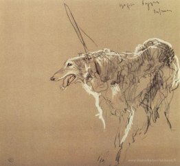 Caccia reale Greyhound