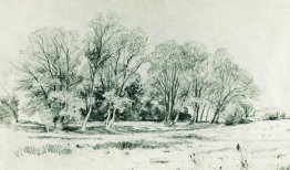 Arbres sur le terrain. Bratsevo