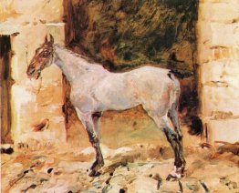 Cheval attaché