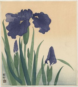 Iris à fleurs