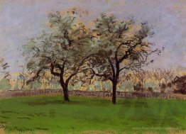 Pommes arbres à pontoise