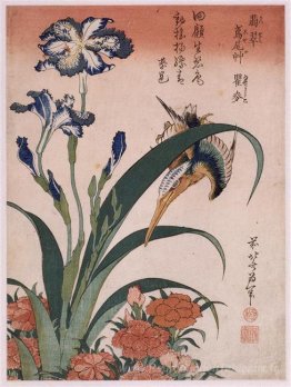 Kingfisher, œillet, iris