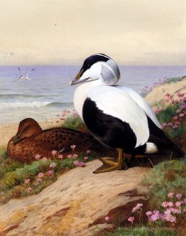 Ducks eider communs