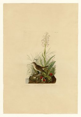 Plaque 164 Chauveau fauve