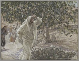 Le figuier