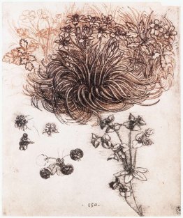 Stof bethléem et autres plantes