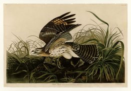 Planche 71 Hawk d'hiver