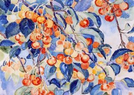 Cerises