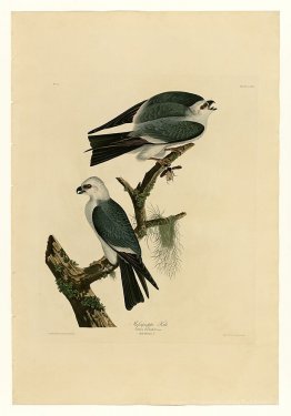 Planche 117 Mississippi Kite