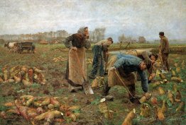 La récolte de betteraves