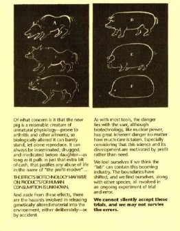 Porc 10