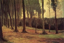 Bord d'un bois